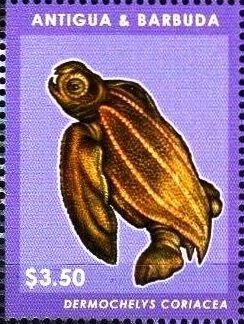 Magnificent Frigatebird (Fregata magnificens)