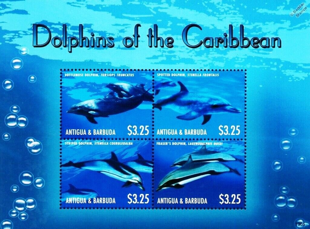 British Shorthair Cat (Felis silvestris catus)