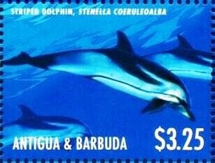 Shells of the Caribbean (2)