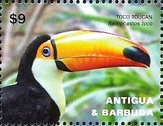 Birds of Antigua & Barbuda