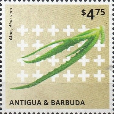 Desert Rose (Adenium obesum)