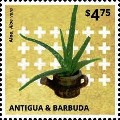 Orange Cup Coral (Tubastraea coccinea)