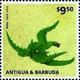 Elkhorn Coral (Acropora palmata)