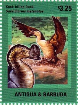 Flame of the Woods (Ixoria macrothyrsa) - Overprinted