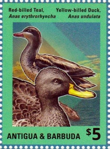 Caribbean Reef Octopus (Octopus briareus) - Close-up