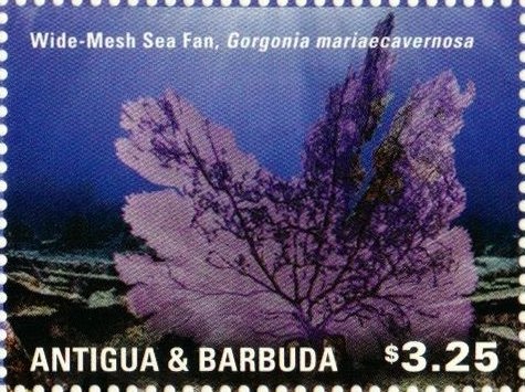 Lion's Mane Jellyfish (Cyanaea capillata)