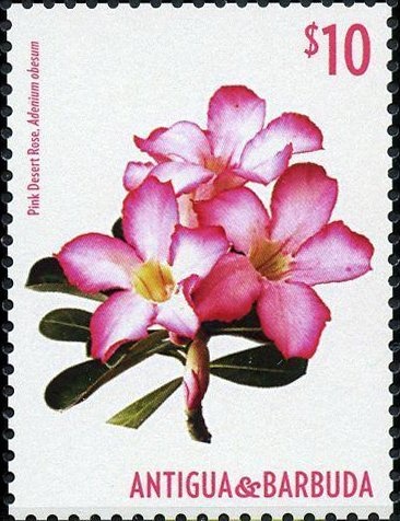 Sir Vivian Richards Wearing Sash