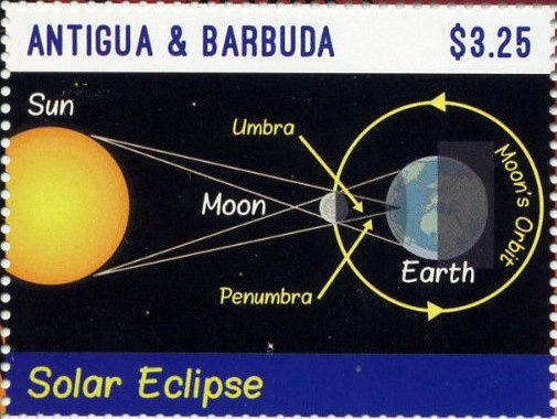 Underbelly of Scalloped Hammerhead Shark (Sphyrna lewini)