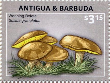 Letizia Ortiz Reading the News