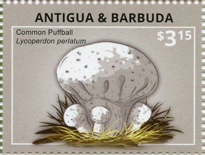 Elvis Presley wearing Open-necked Shirt