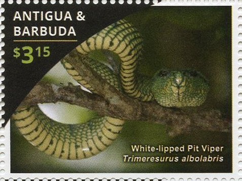 Dove Carrying Olive Branch