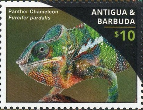 Harp Seal (Phoca groenlandica)