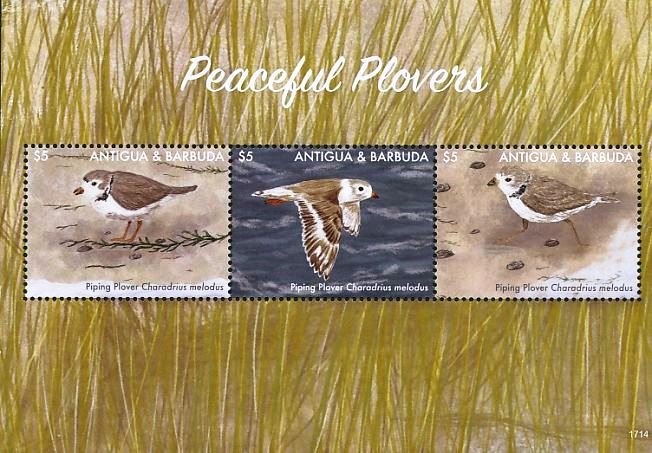 Peleides Blue Morpho (Morpho peleides)