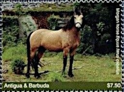 Caribbean Reef Shark (Carcharhinus perezi)