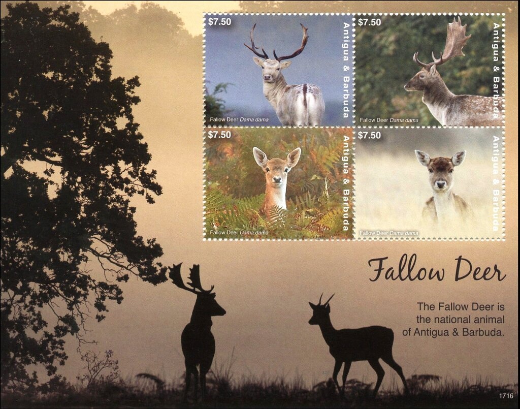 Blue Whale (Balaenoptera musculus)