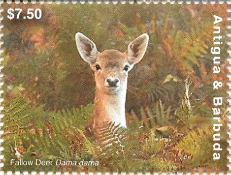 Caribbean Reef Octopus