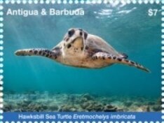 Marine Life of the Tropics