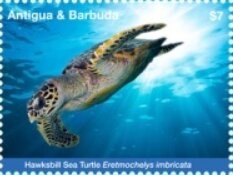 Ocellaris Clownfish and Sea Anemone