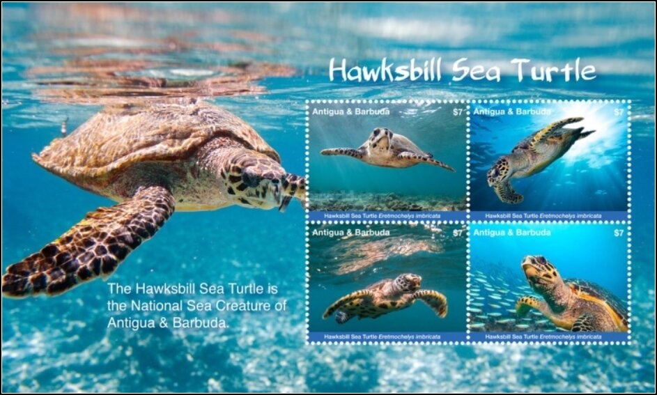 American Flamingo (Phoenicopterus ruber)