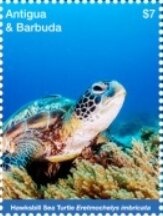 Bananaquit (Coereba flaveola)