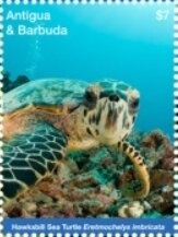 Lesser Migratory Grasshopper (Melanoplus mexicanus)