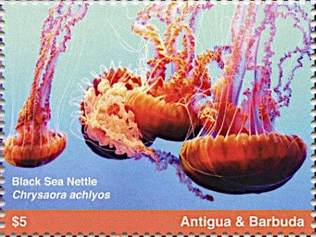 Image of Moon's Surface Transmitted by Luna 9