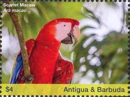 Knob-billed Duck (Sarkidiornis melanotos)