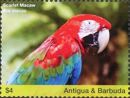 Macaws (2)