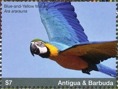 Flora and Fauna: Humpback Whale (Megaptera novaeangliae)