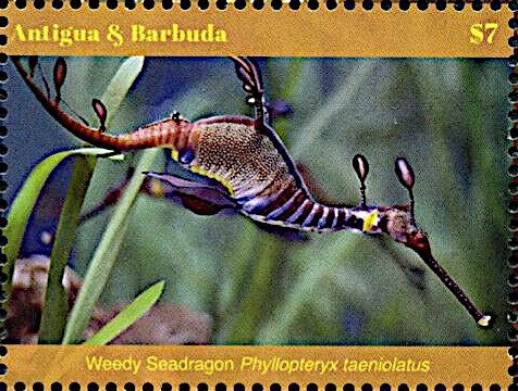 Rough-Toothed Dolphin (Steno bredanensis)