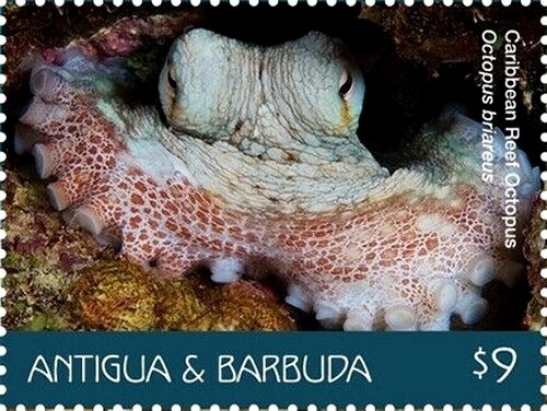 Bleeding Tooth Nerite (Nerita peloronta)