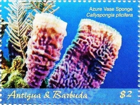 American Eel (Anguilla rostrata)