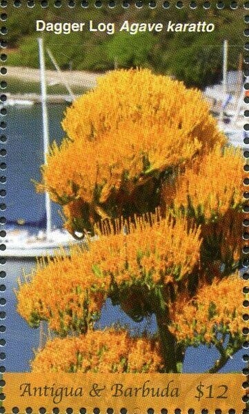 Green-throated Mango