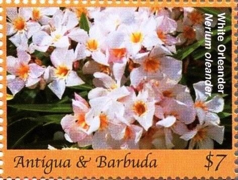 Sperm Whale (Physeter macrocephalus)