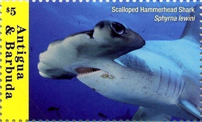 Caribbean Reef Shark (Carcharhinus perezi)