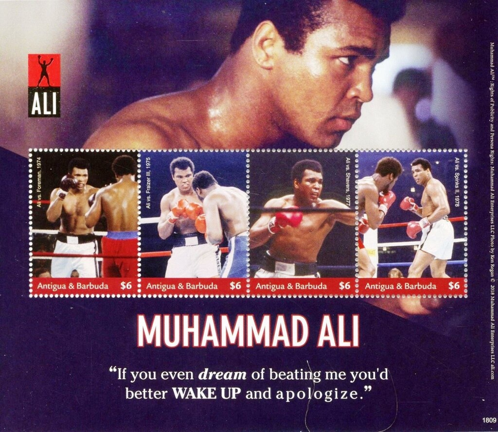 Rufous-tailed Hummingbird (Amazilia tzacatl)