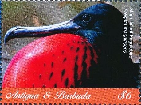 Lion's Mane Jellyfish (Cyanaea capillata)
