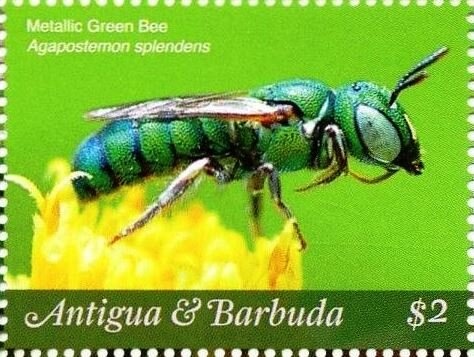 Atlantic Goliath Grouper (Epinephelus itajara)