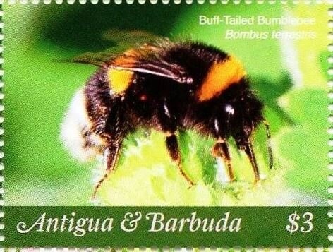 Green Jay (Cyanocorax yncas)