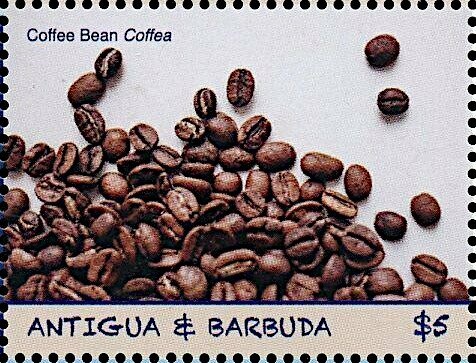 Ruddy Shelduck (Tadorna ferruginea)