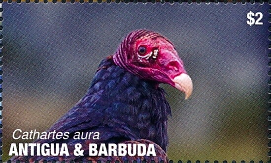 Green-cracking russula (Russula virescens)