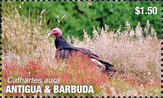 Yellow-headed Caracara (Milvago chimachima)