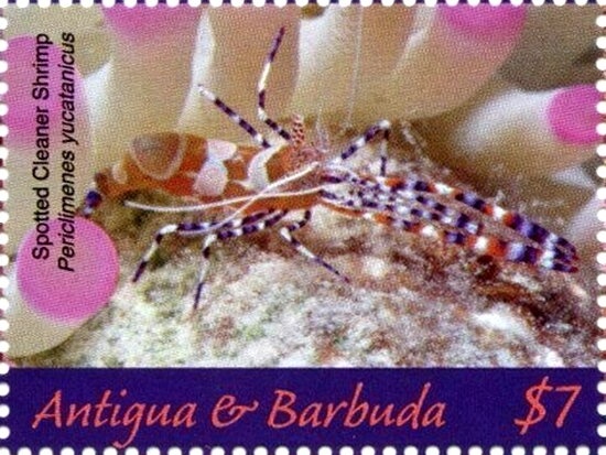 Dalmacio Vélez Sársfield (1801-1875) - Perf. 11½