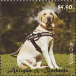 Wide-mash Sea Fan (Gorgonia mariae cavernosa)