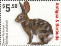 Humpback Whale (Megaptera novaeangliae),