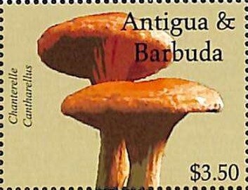 Wire-haired Dachshund