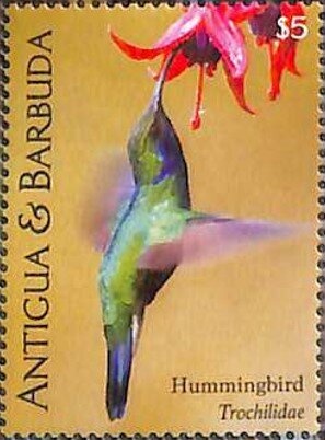 Flamingo Tongue (Cyphoma gibbosum)