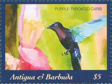 Sunrise Tellin (Tellina radiata)