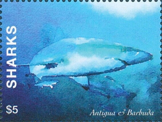 Dirce Beauty (Colobura dirce)