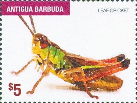 Alstroemeria caryophyllaea